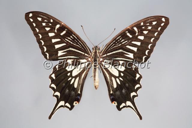 papilio xuthus.JPG - Papilio xuthusChinese yellow swallowtailLepidoptera, PapilionidaeChine